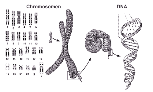 Darstellung der menschlichen Chromosomen