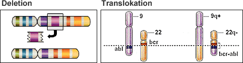  Deletion und Translokation  als häufige Veränderungen am Erbgut von Myelomzellen